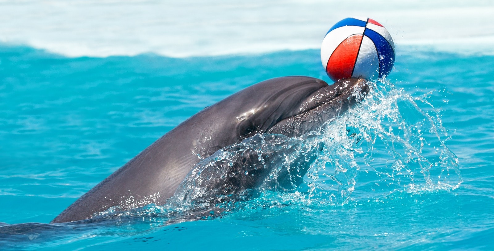 Dolphin Show