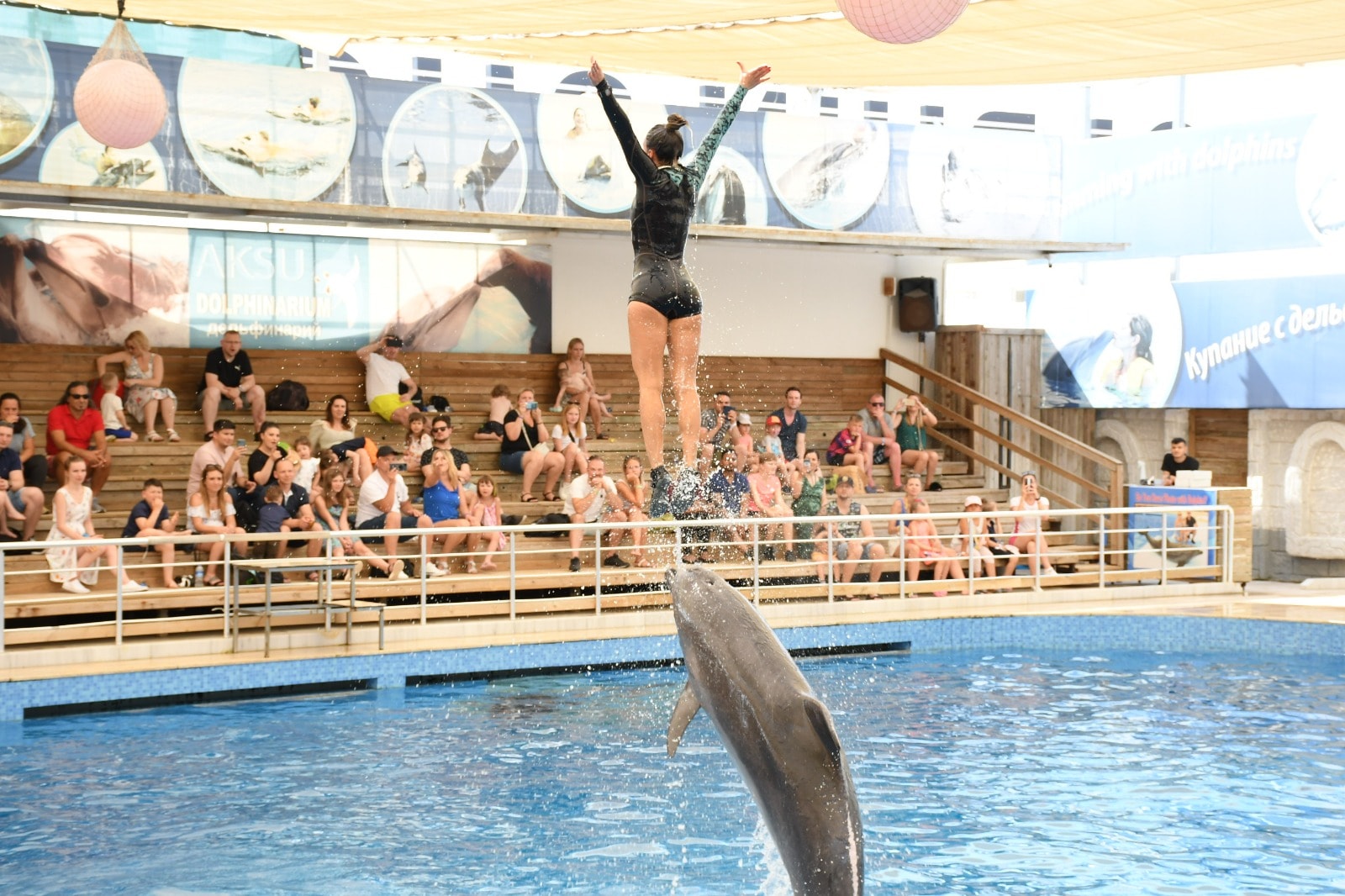 Dolphin Show
