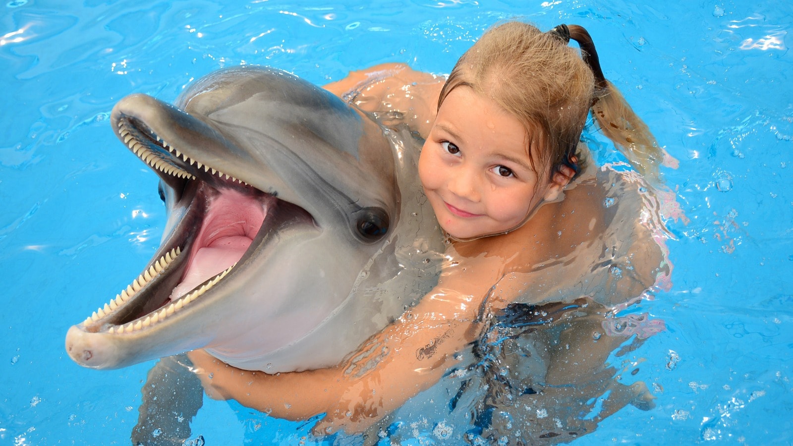 Dolphin Show
