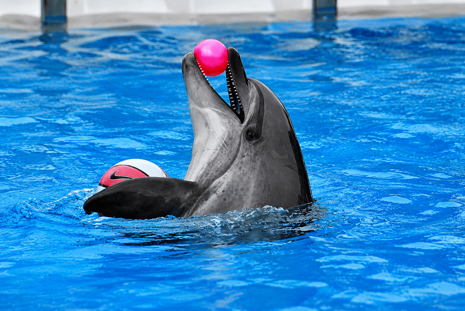 Dolphin Show